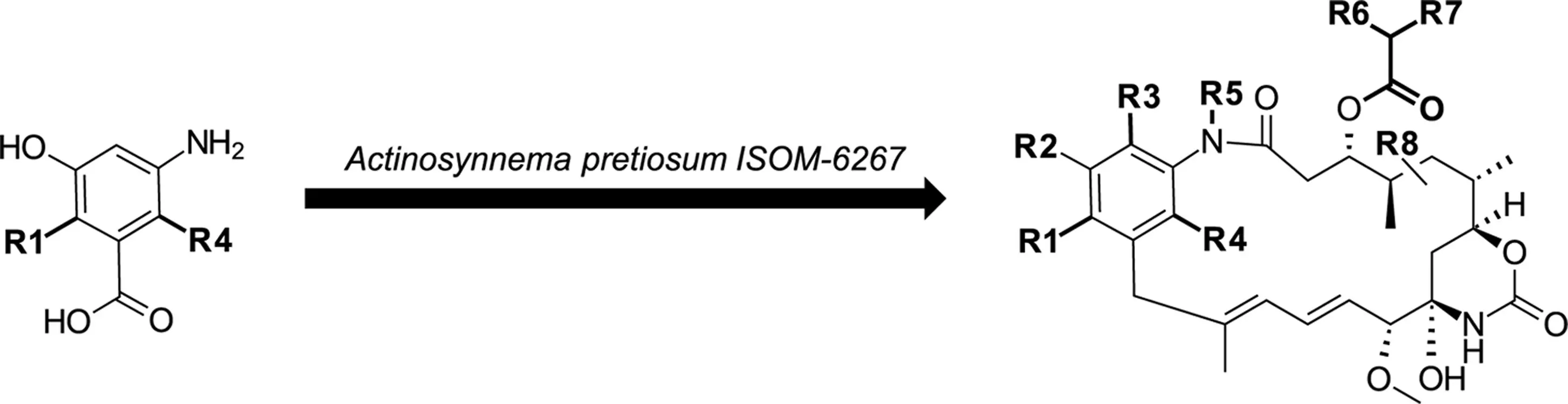 Actinosynnema pretiosum ISOM 6267 action